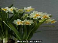博澳智慧能源（大连）有限公司