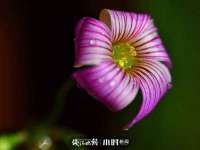 博澳智慧能源（大连）有限公司
